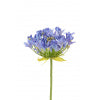 Agapanthus Stem - Cornflower Blue