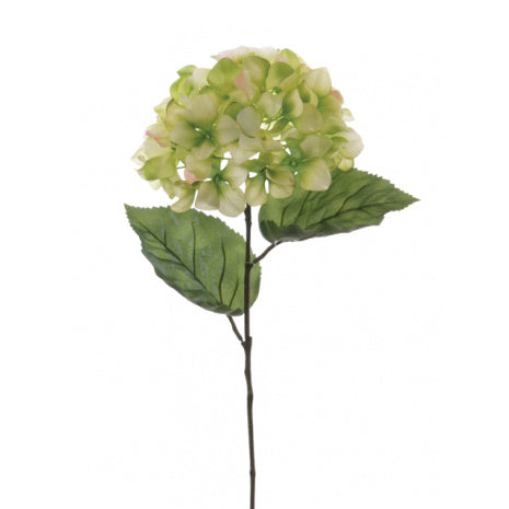 Hydrangea Stem - Green