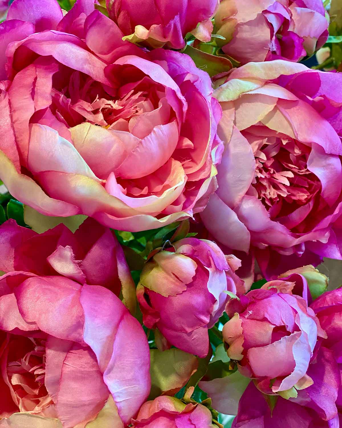 Pink Peony Stem