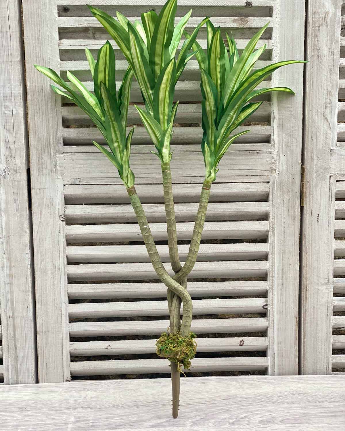 Cordyline Stem