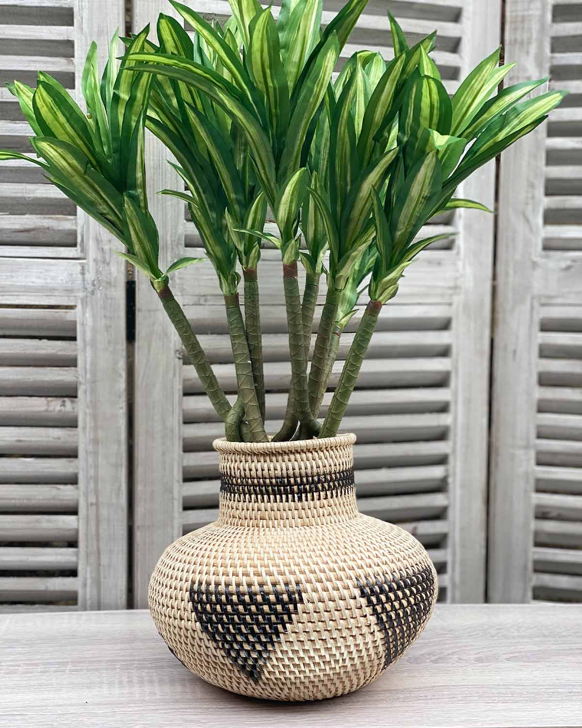 Cordyline Stem