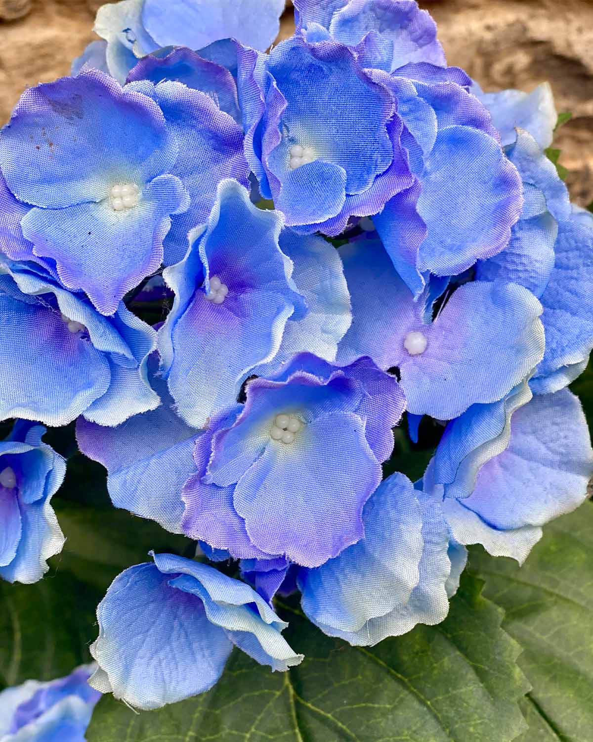 Black potted hydrangea with cornflower blue flowers and green leaves.