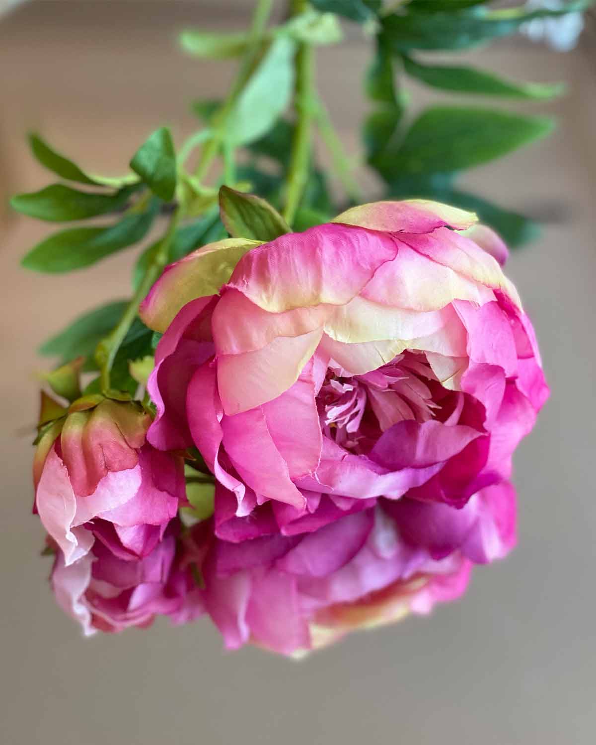 Pink Peony Stem