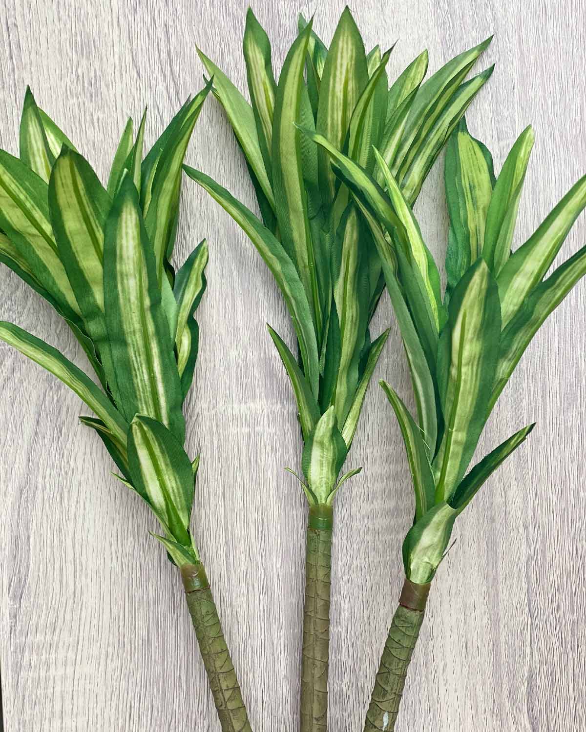 Cordyline Stem