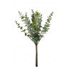 Eucalyptus Branch