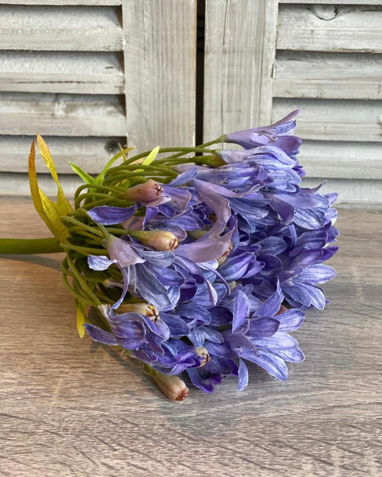 Agapanthus Stem - Cornflower Blue