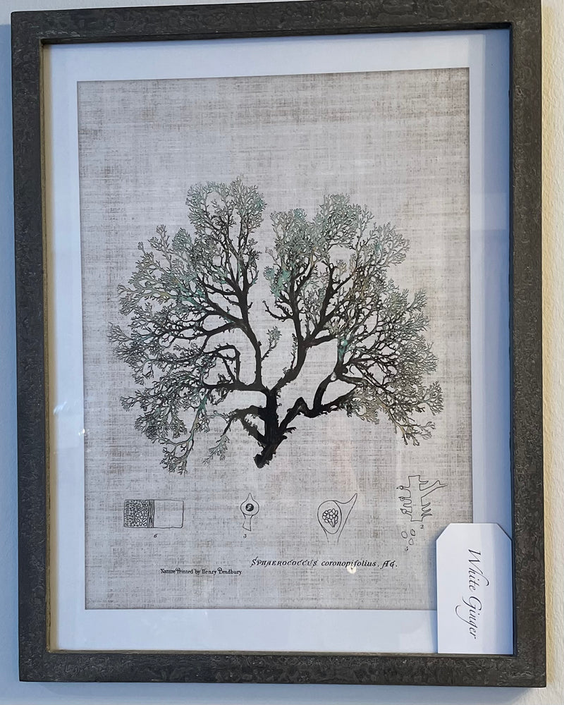Framed Picture - Seaweed Prints