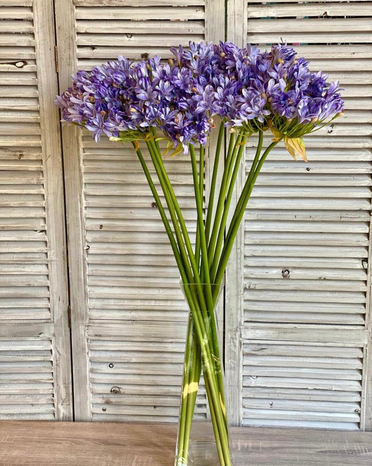 Agapanthus Stem - Cornflower Blue